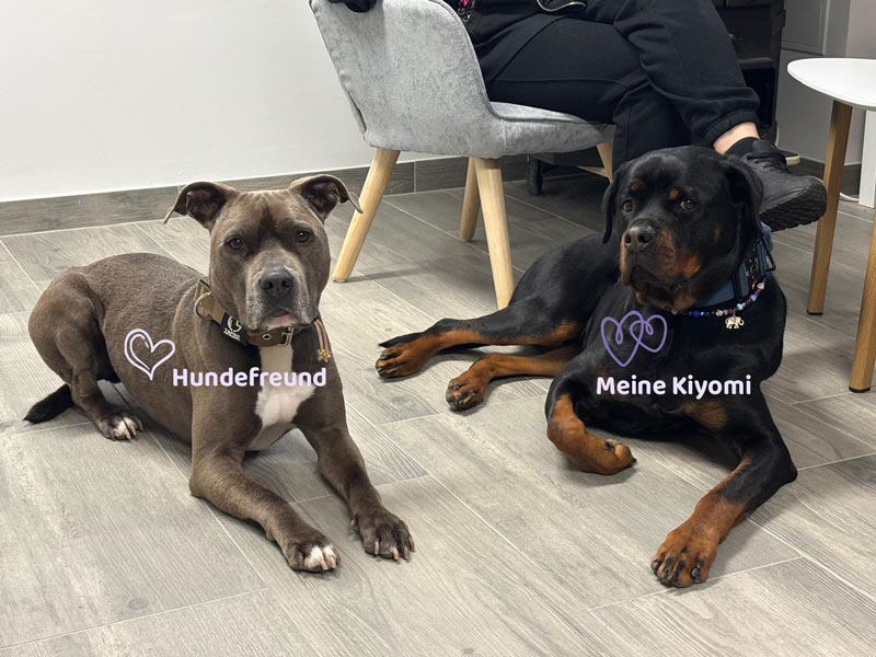 Manuelas Rotweiler Kiyomi und Stafford Hundefreund im Hundesalon